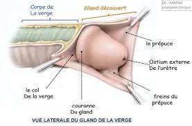 Posthectomie de confort | Article du Pr Hersant à Créteil